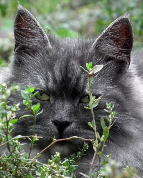 Siberian Cat hiding in bushes outdoors
