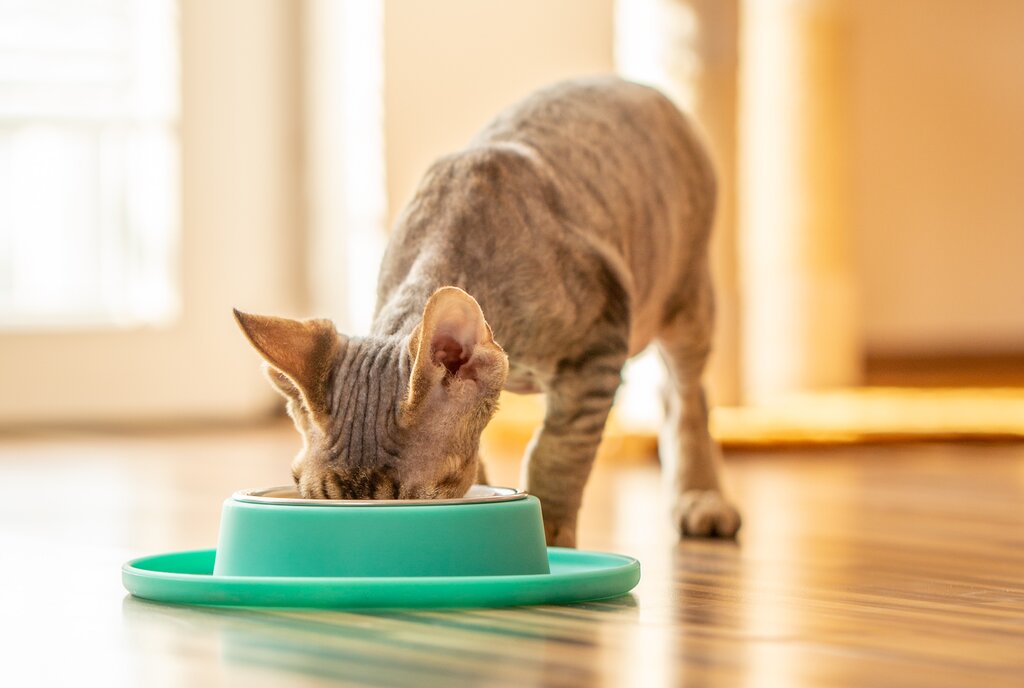 cat eating from green bowl