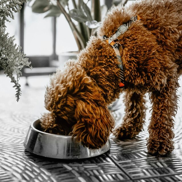 labradoodle eating from stainless steel bowl