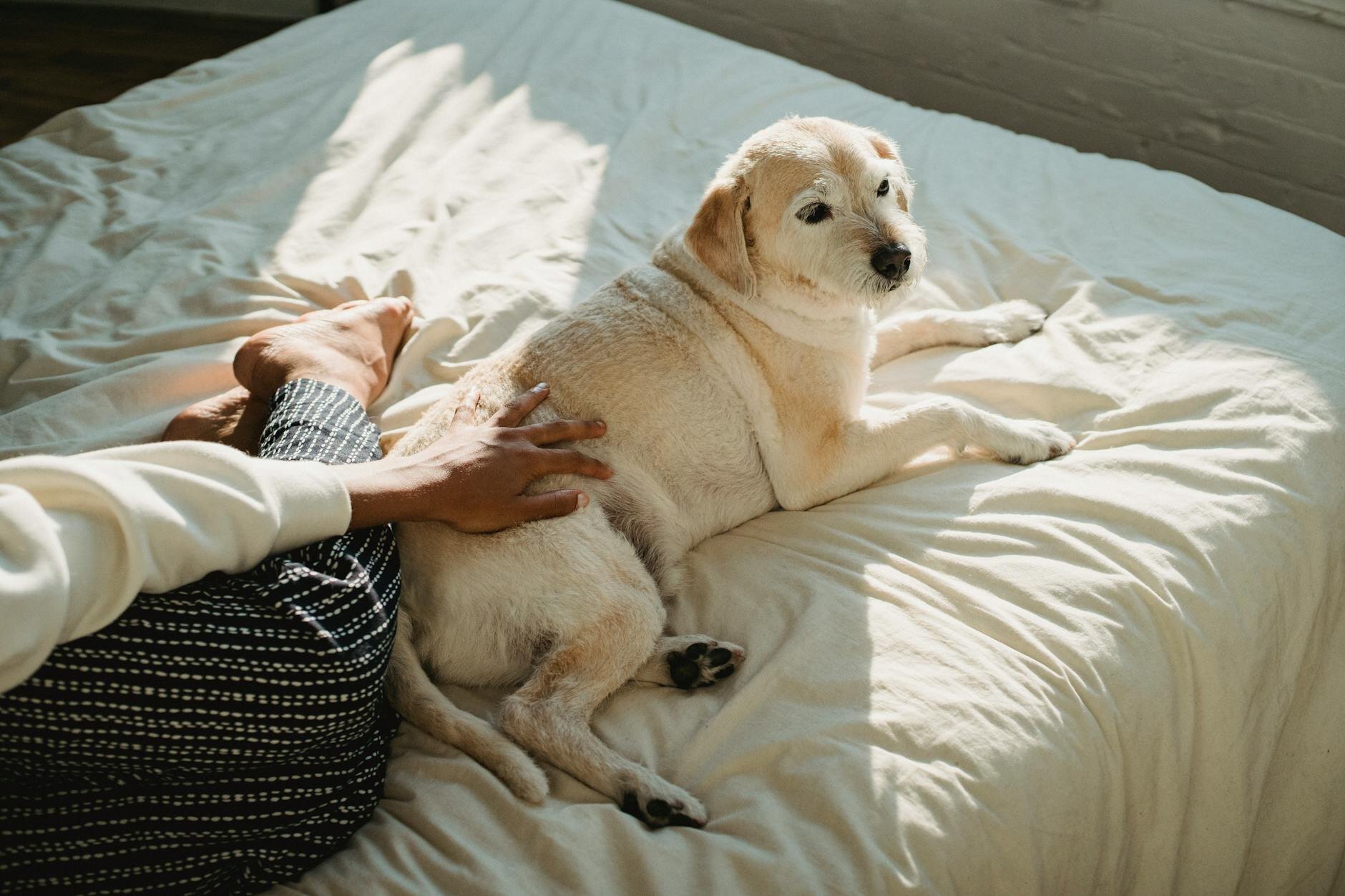 old cream coloured dog lying on person's bed and being stroked