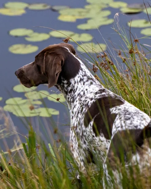 gsp standing by pond