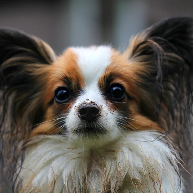 close up of pomeranian with dirty face