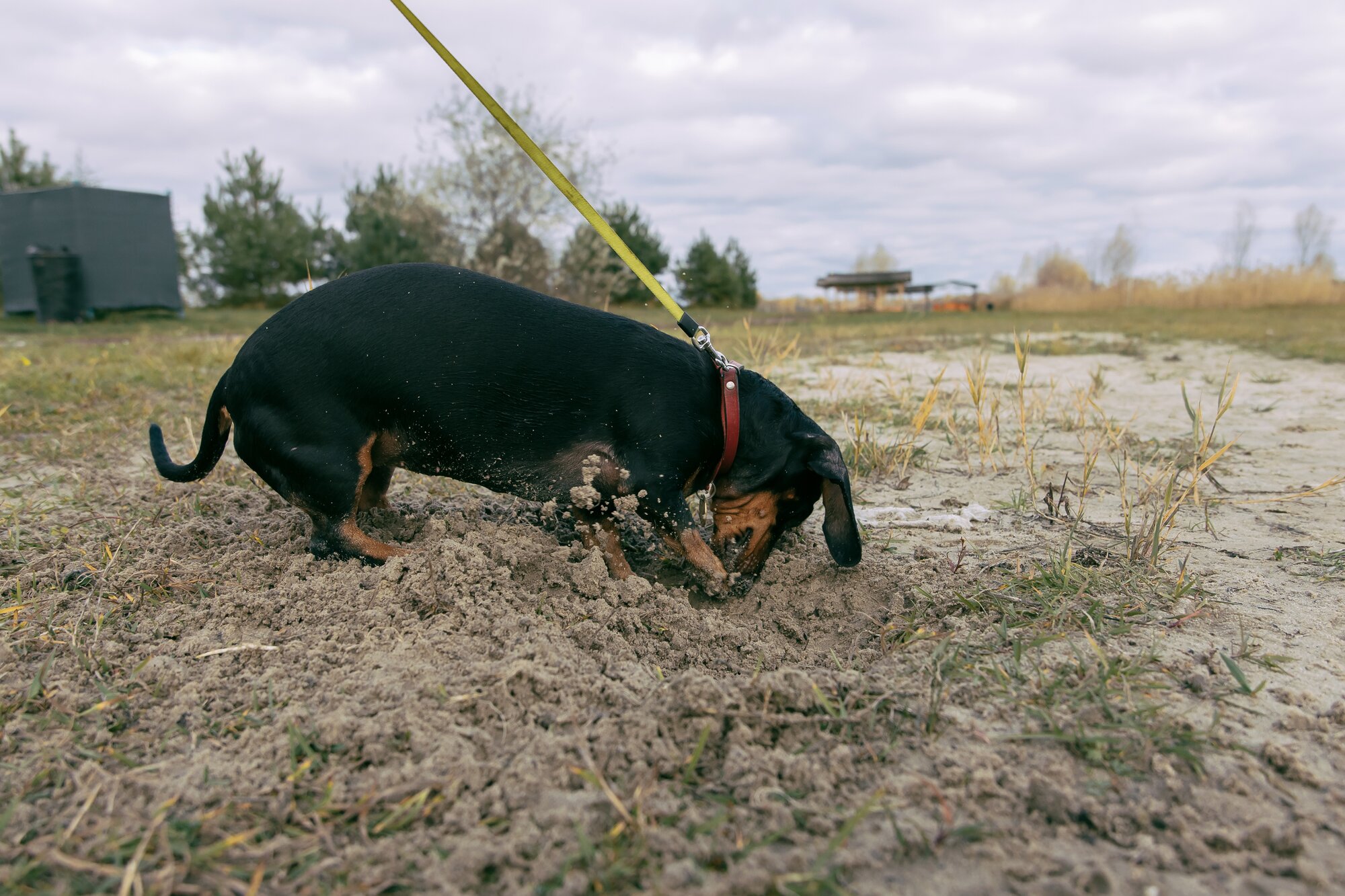 brown, black and white dachshund in grass