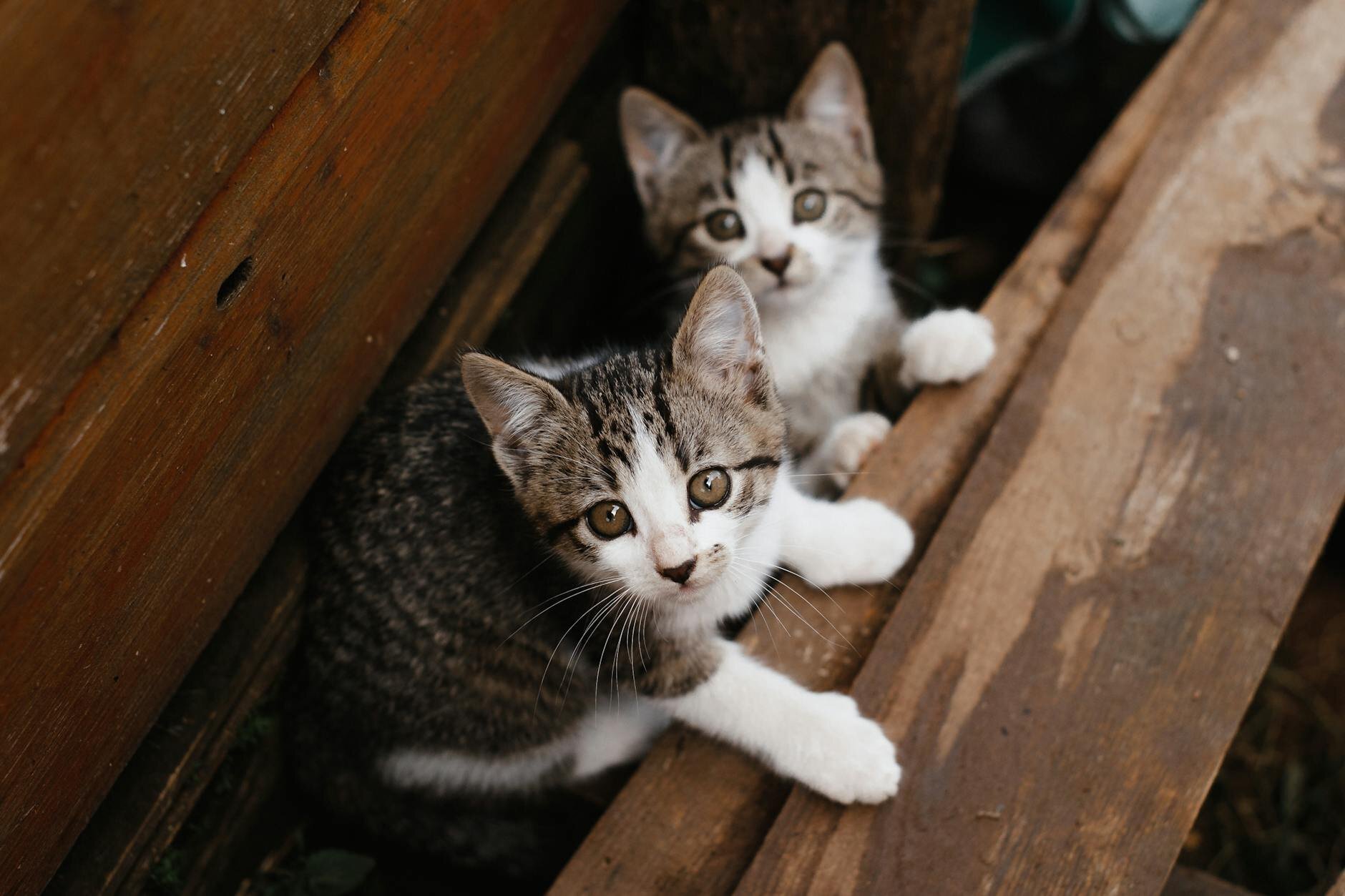 2 kittens looking up at camera
