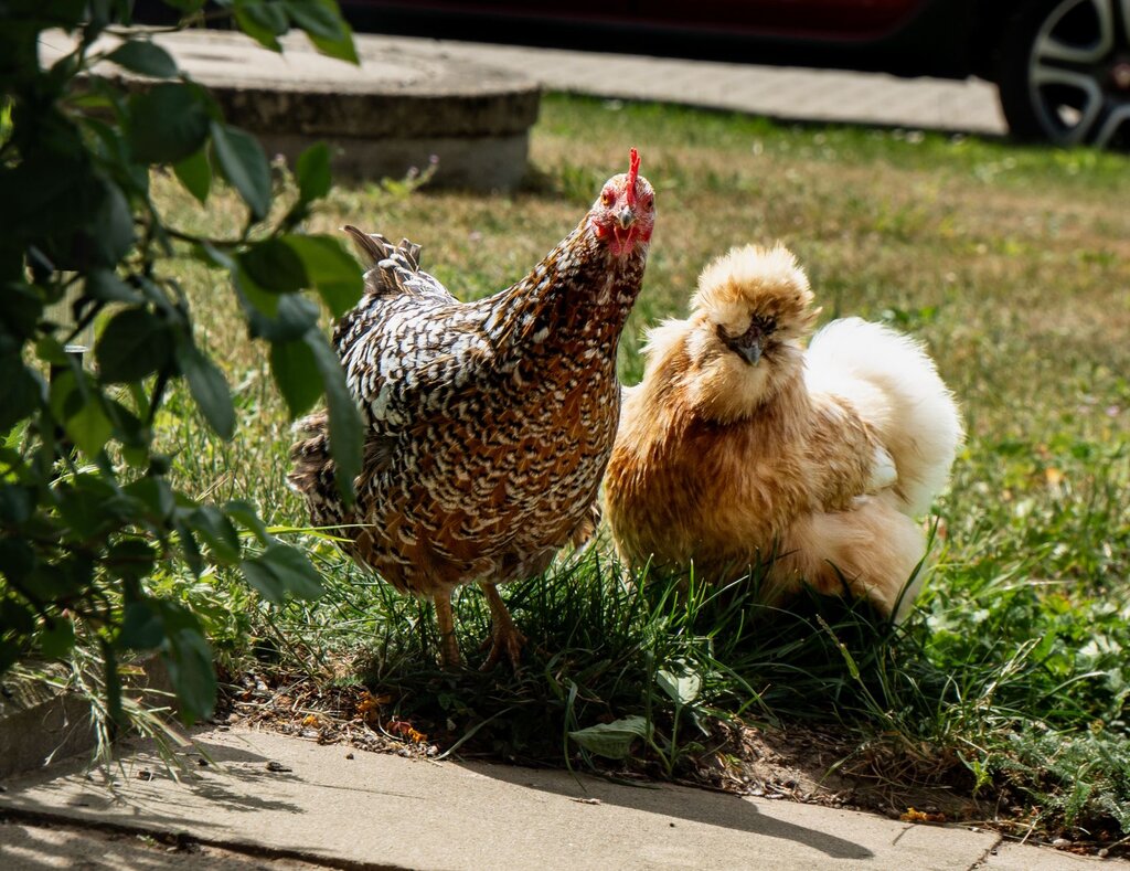 A speckled and a silky chicken in a backyard 