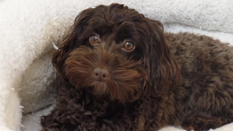spoodle puppy lying in bed