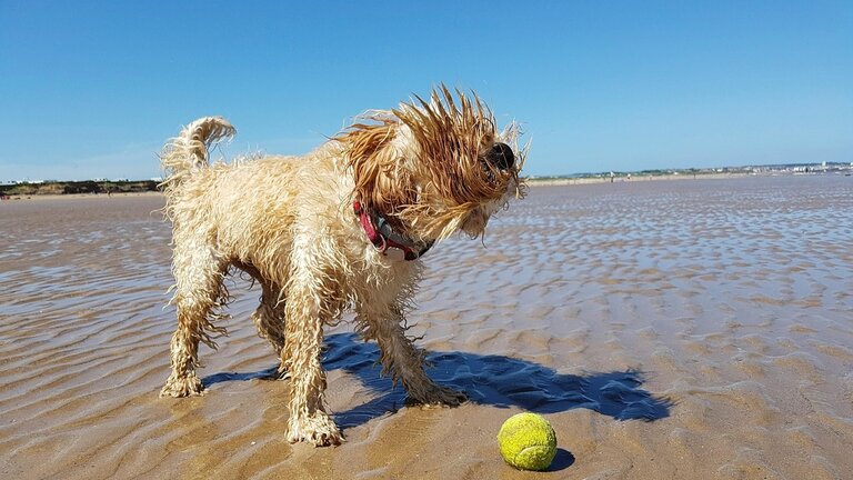 spoodle shaking off coat at beach