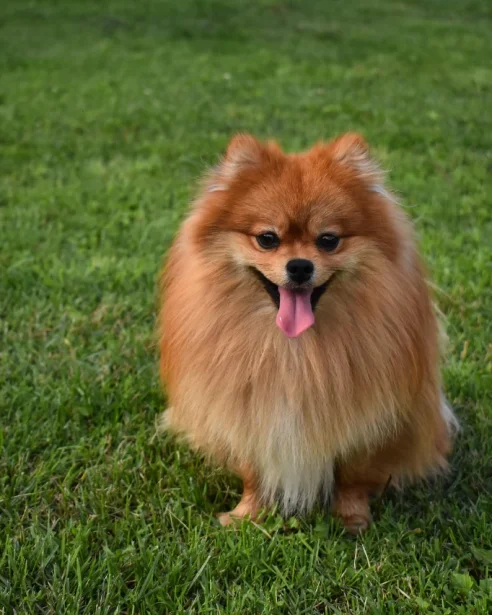 pomeranian sitting on grass panting