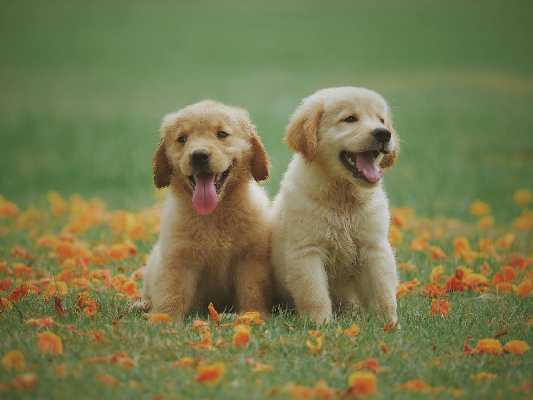 2 puppies sitting on grass