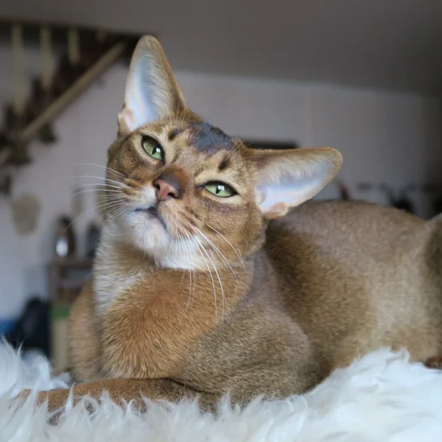 abyssinian resting on blanket