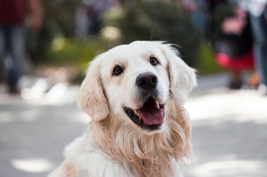 golden retriever looking up to camera