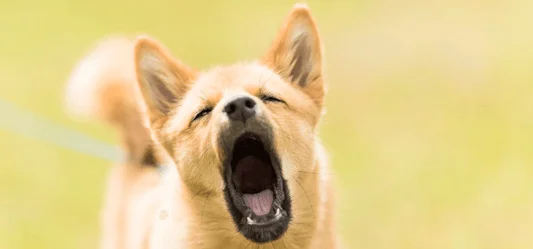 dog barking
