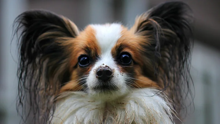 close up of pomeranian with dirty face