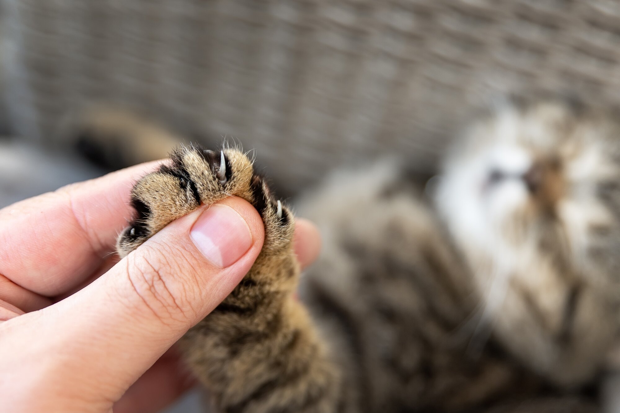 human hand extending cat nails