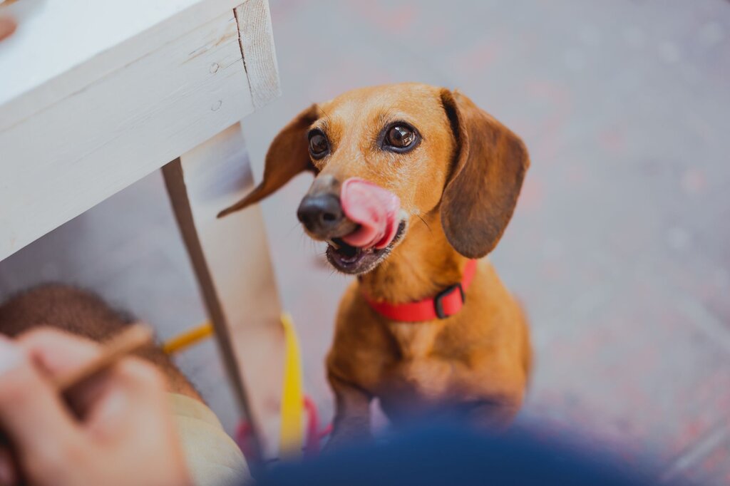 dachshund licking lips