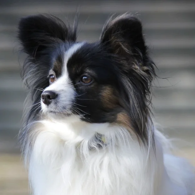 close up of Papillon looking off camera