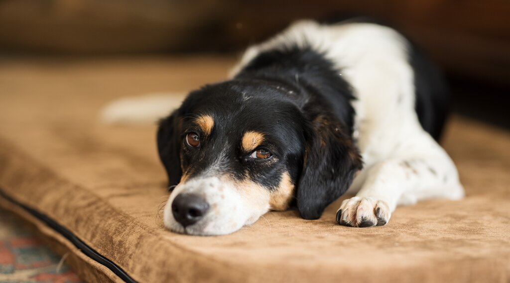 sad dog lying on bed