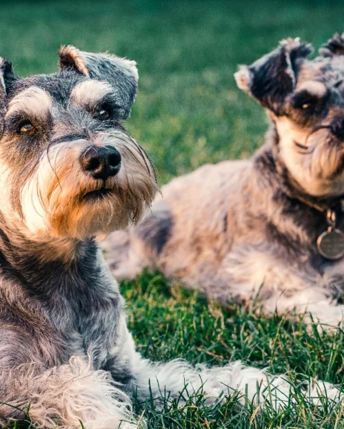 2 schnauzers lying on grass