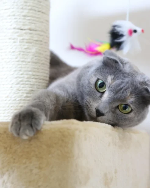 scottish fold cat playing on cat tree