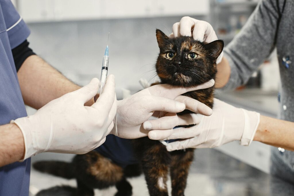 torti cat at vet with vet holding an injection