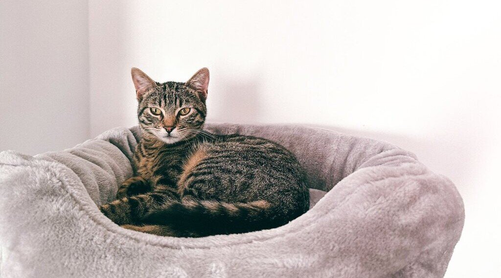 cat lying in pink bed