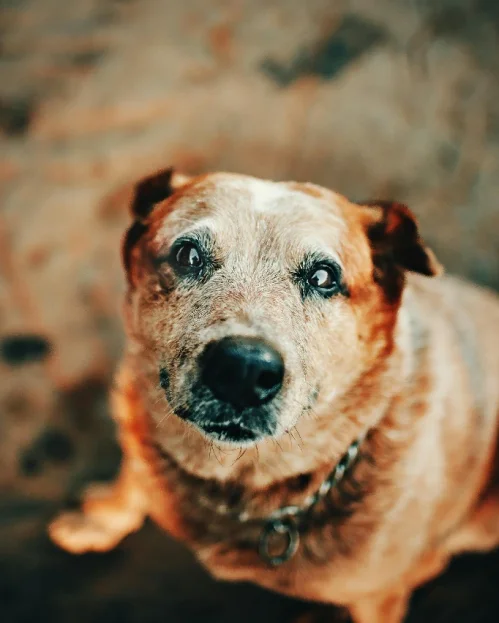 elderly red heeler looking up at camera