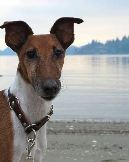 fox terrier standing on beach