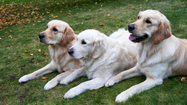 3 golden retrievers lying on grass