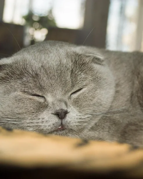 Scottish Fold cat sleeping
