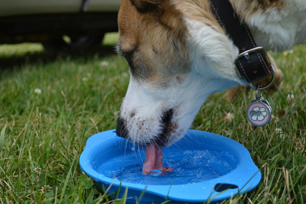 dog drinking from travel bowl outdoors
