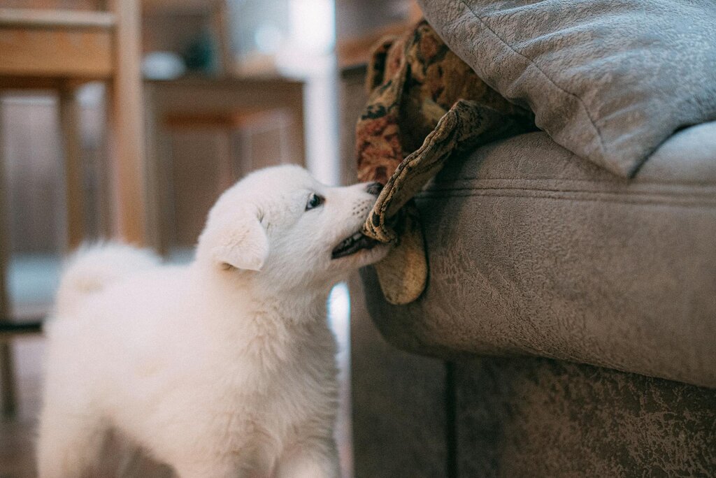 puppy pulling blanket off sofa