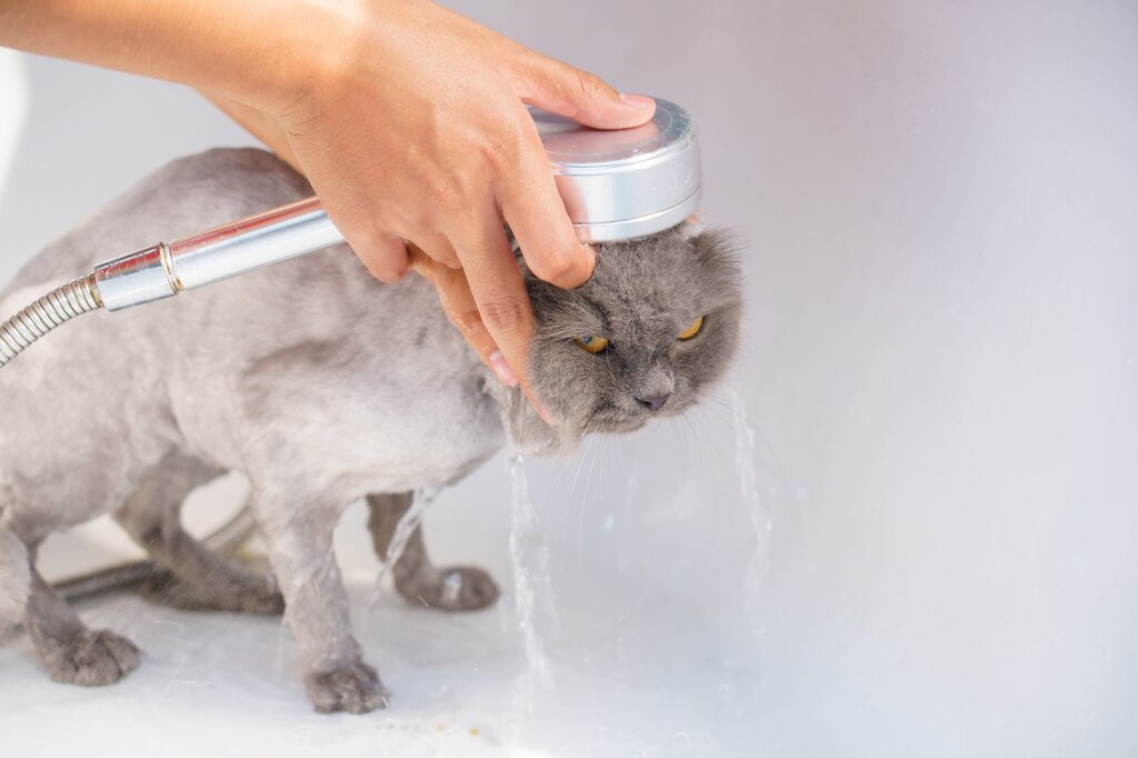 cat having a bath