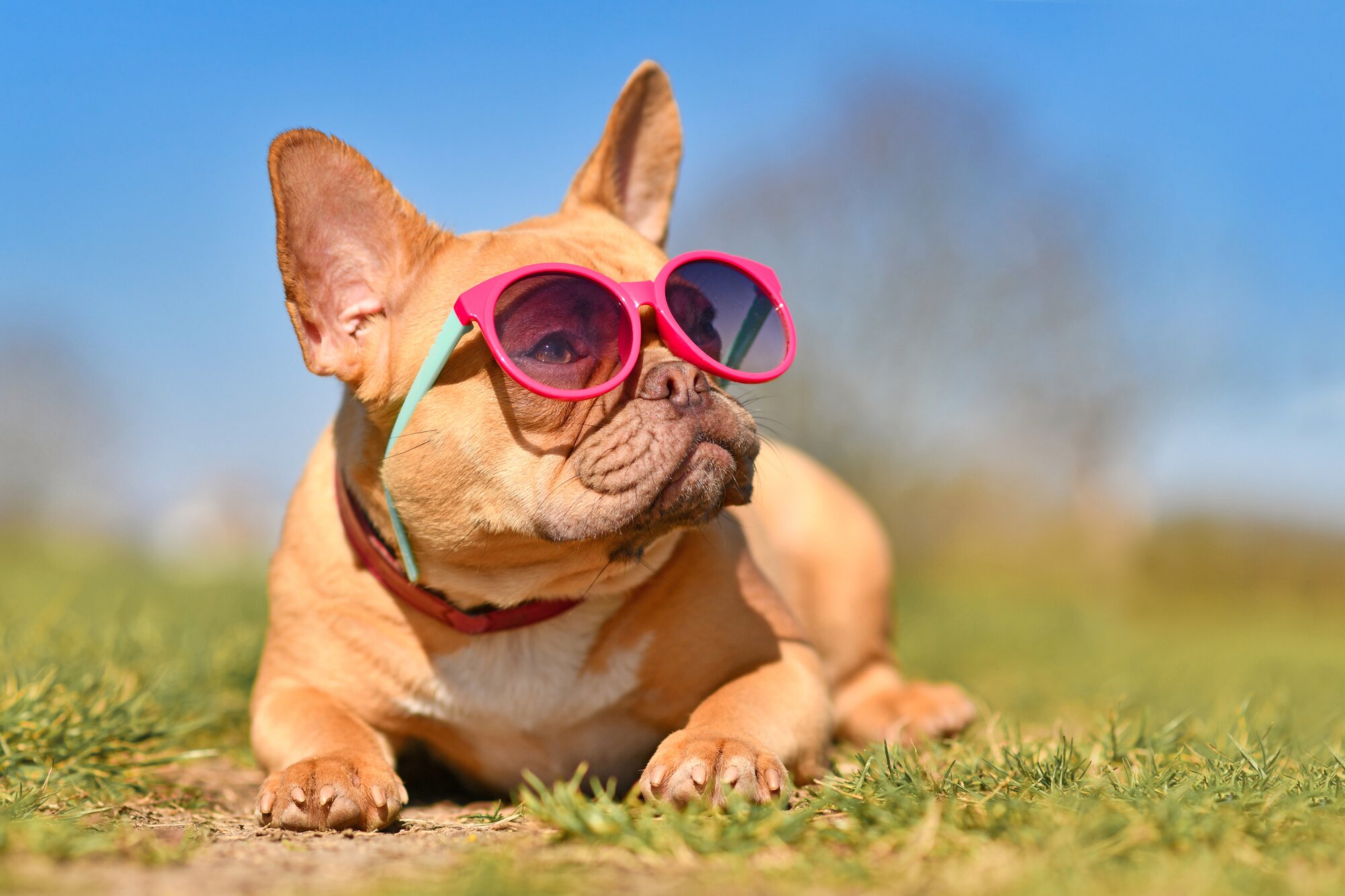 fench bulldog with glasses on