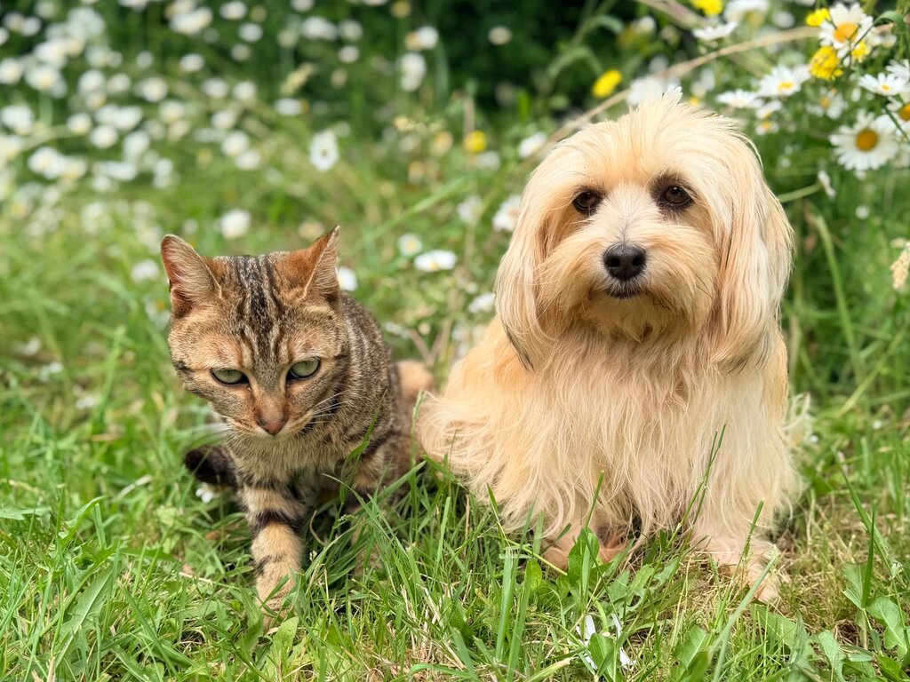 dog and cat sitting in grass