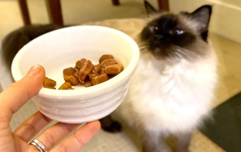 close up photo of bowl with wet food in it and ragdoll cat in the background