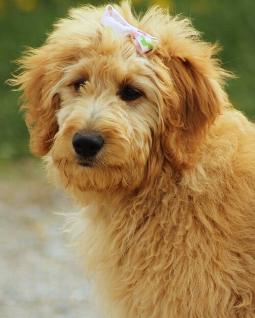 Apricot Groodle with pink bow