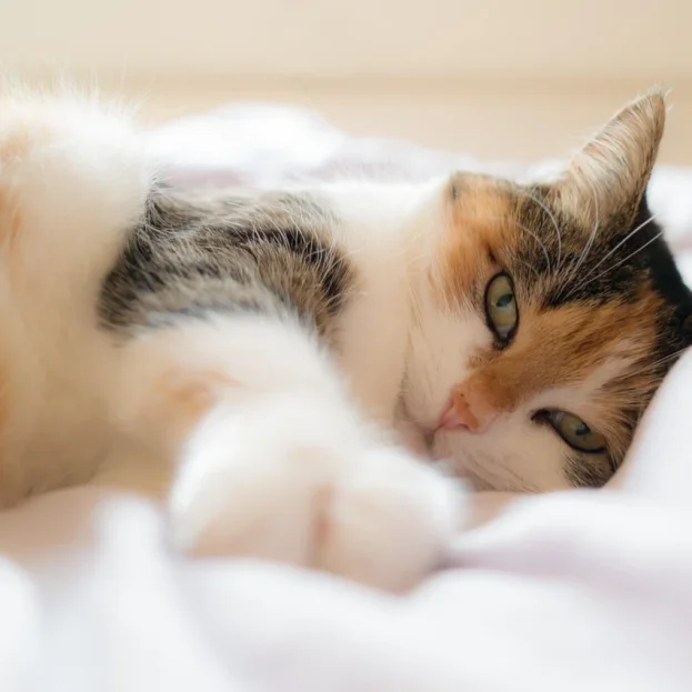 Tortie cat in lying on bed