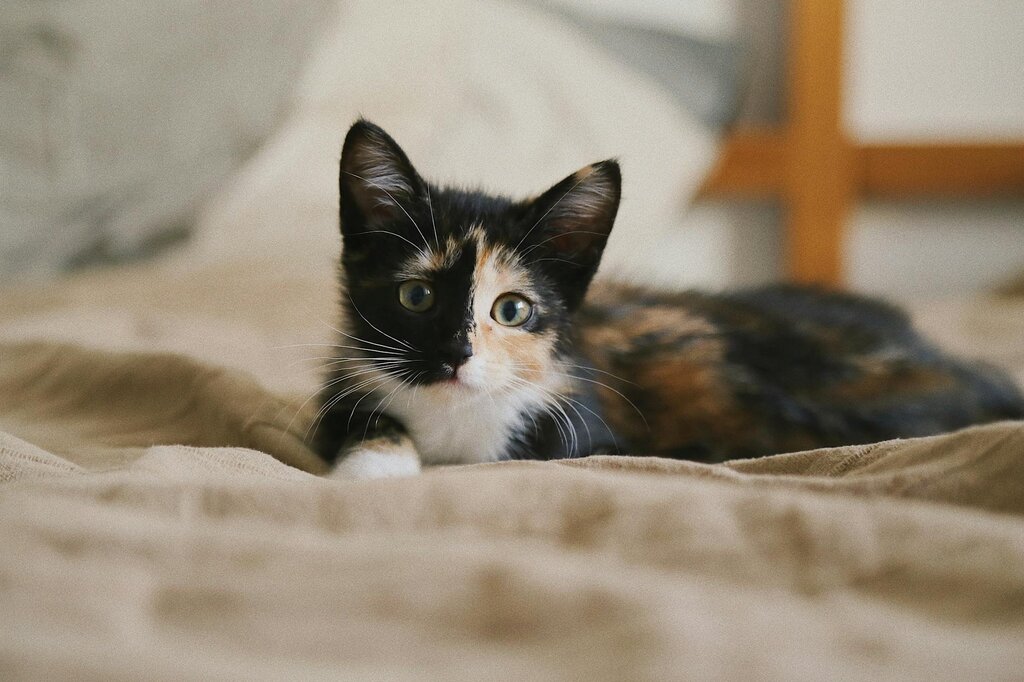 calico kitten sitting on bed 