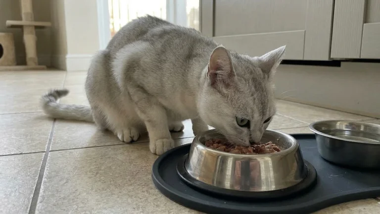 burmilla eating wet food from stainless steel bowl