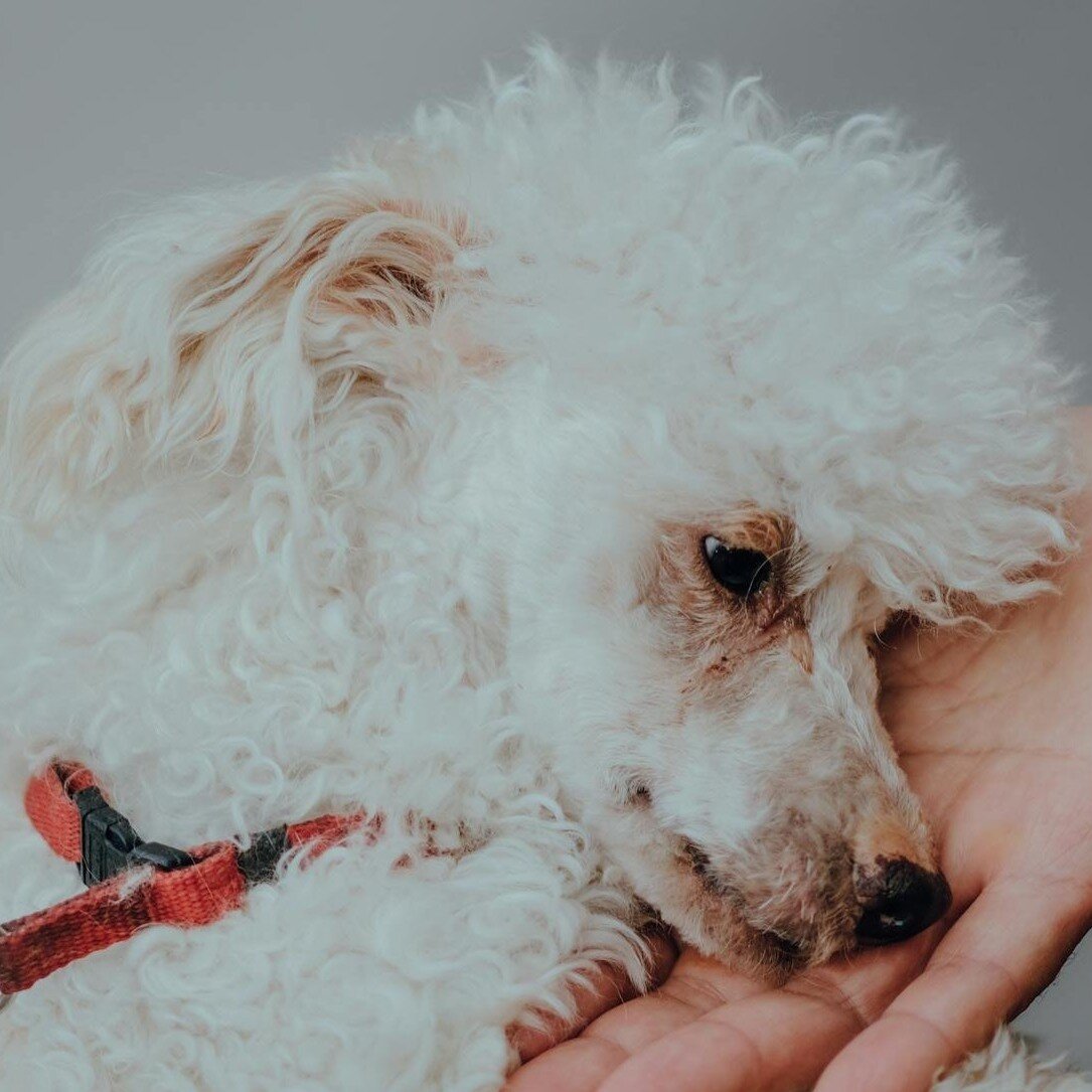 white poodle wearing red collar with head on human hand