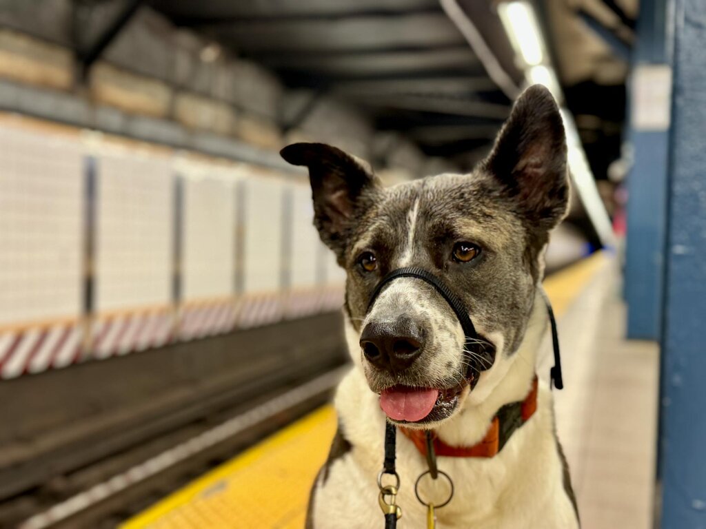 dog wearing headcollar on train station platform
