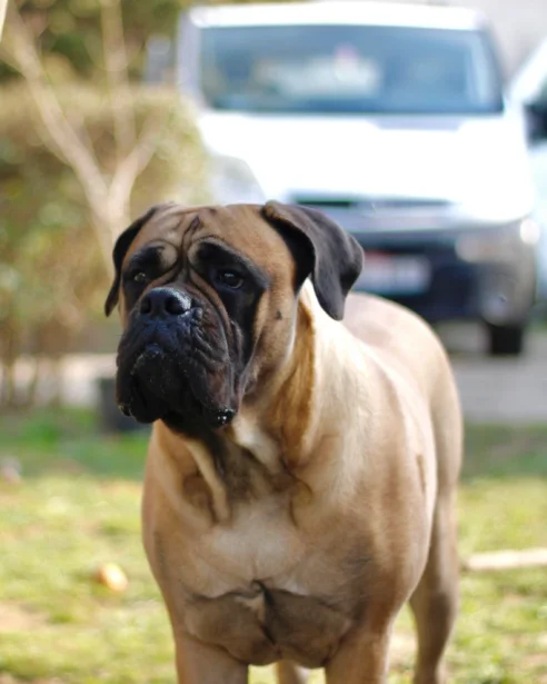 bullmastiff-playing