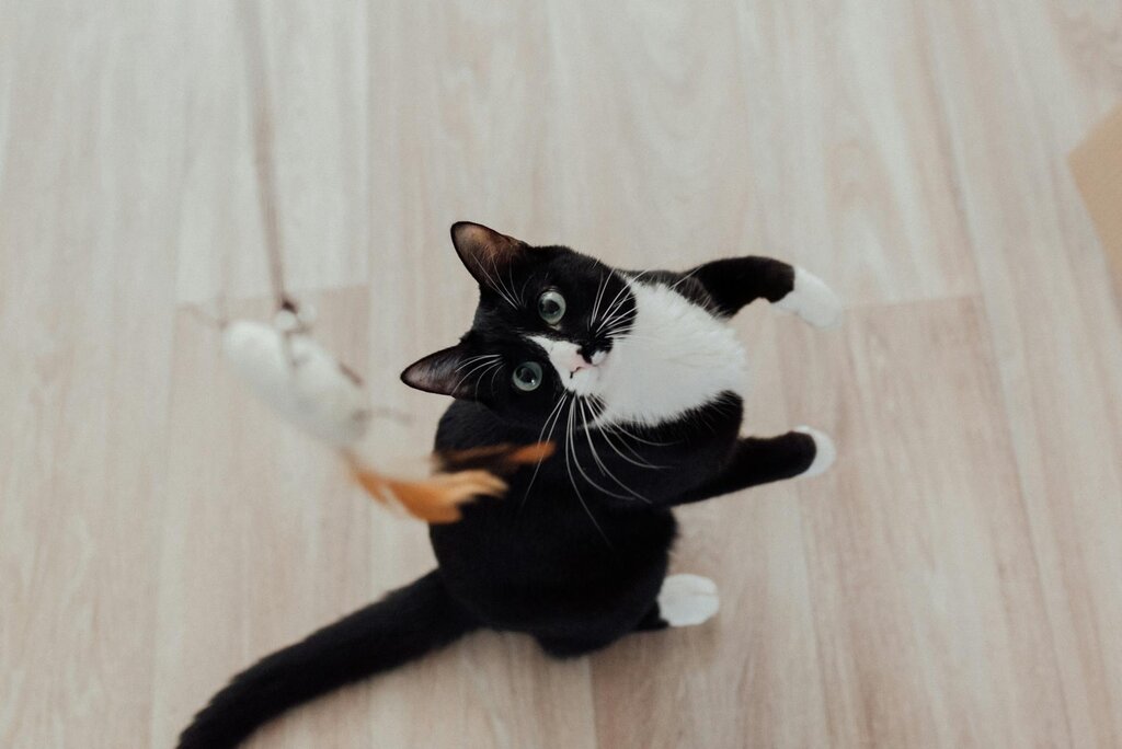 tuxedo cat playing with a feather toy