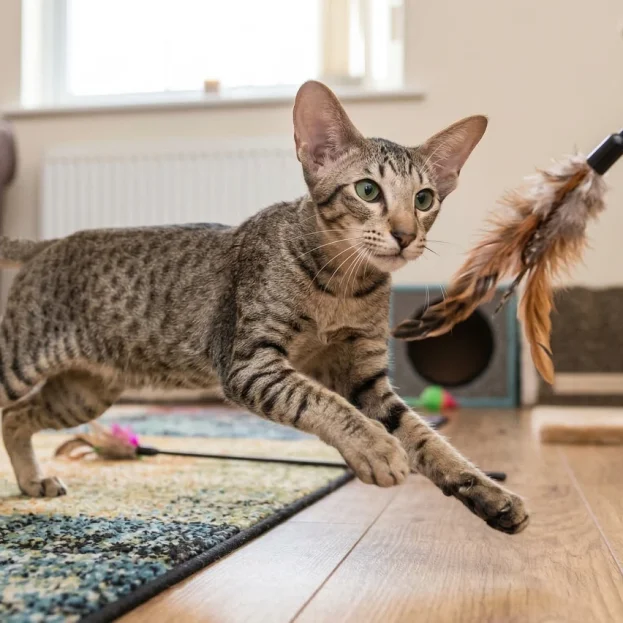 oriental shorthair playing with teaser toy