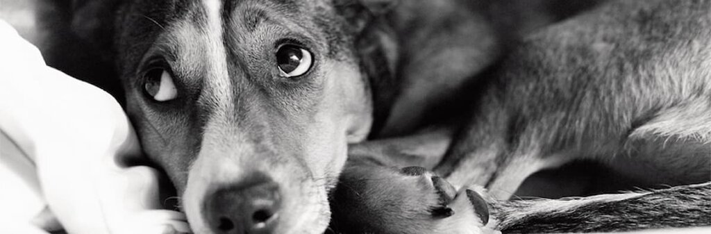 sad dog lying on blanket