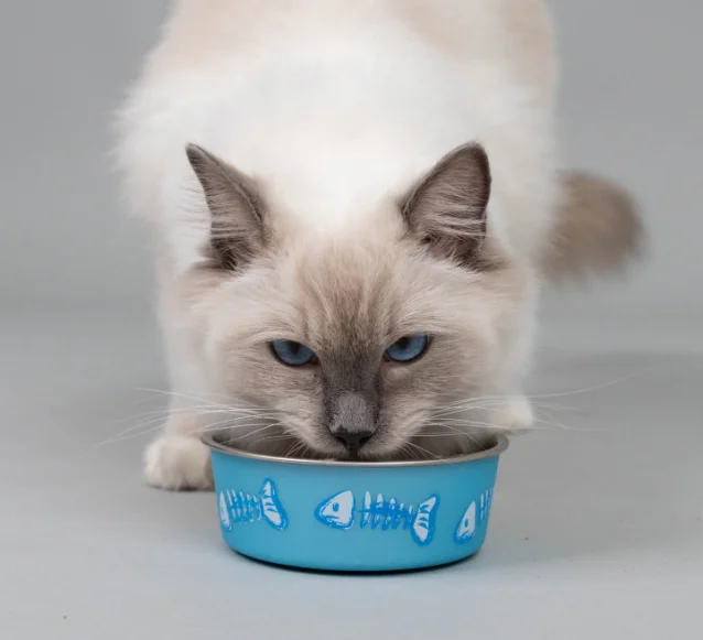 ragdoll cat eating from a bowl