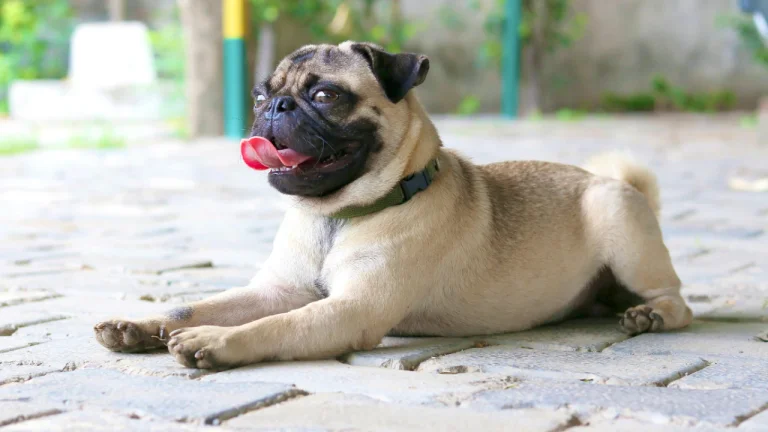 pug lying on pavers outdoors, panting
