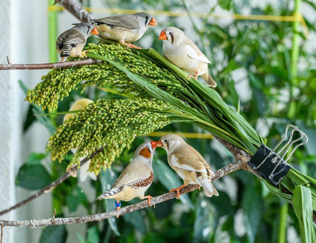zebra finches eating grass seeds