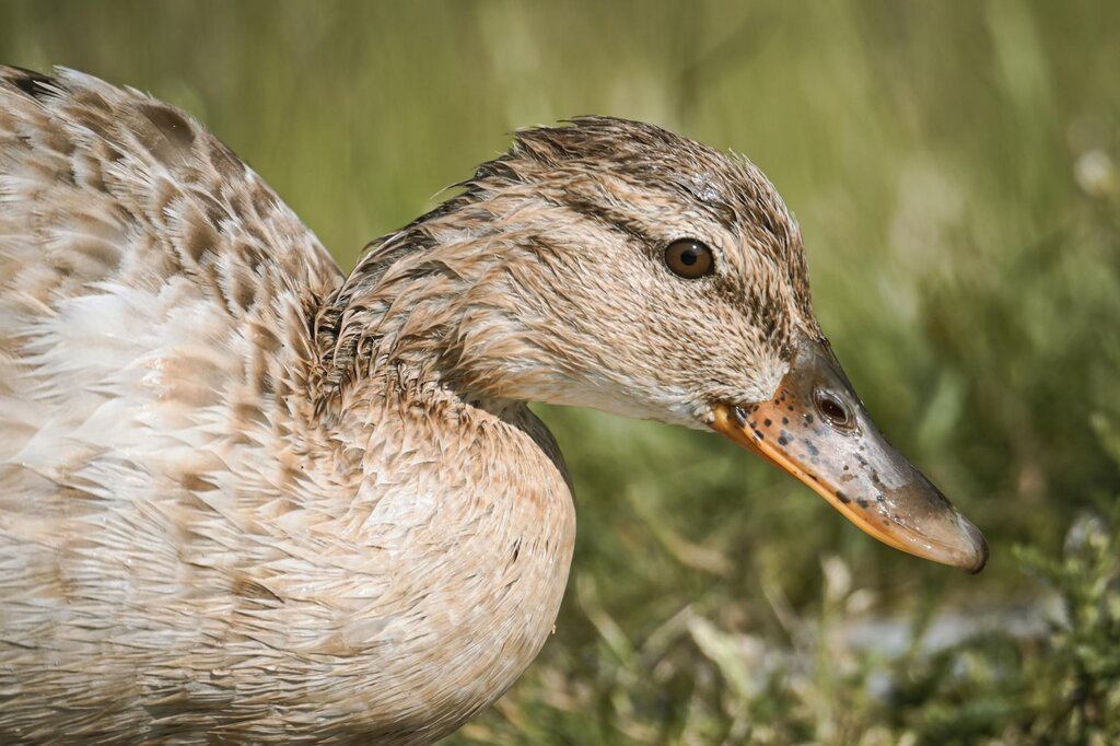 duck