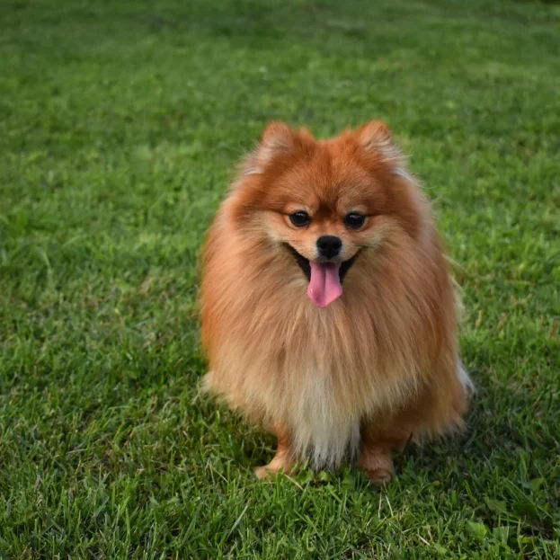 pomeranian sitting on grass panting